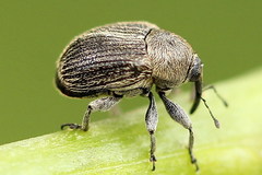 Cleopomiarus graminis