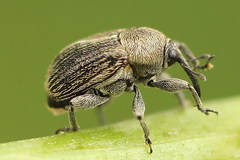 Cleopomiarus graminis