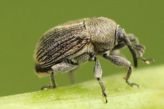 Cleopomiarus graminis