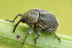 Cleopomiarus graminis