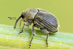 Cleopomiarus graminis