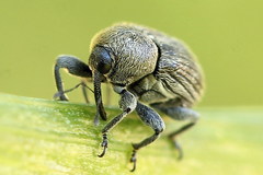 Cleopomiarus graminis