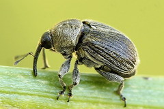 Cleopomiarus graminis