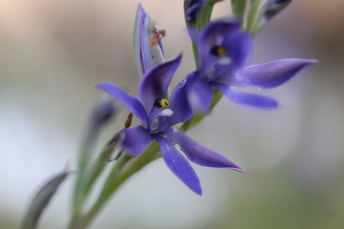 Image of Thelymitra macrophylla by (c) Hugo Innes, some rights reserved (CC BY)