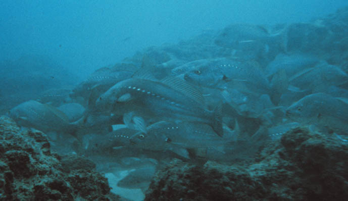 Madagascar Kob