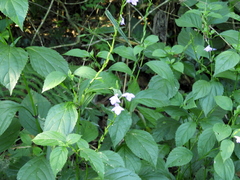 Bouchea pseudogervao