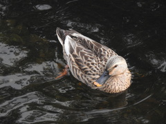 Anas platyrhynchos × zonorhyncha