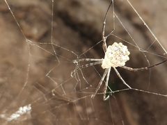 Argiope lobata