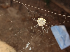 Argiope lobata