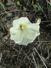 Calystegia macrostegia amplissima