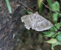 Buzara