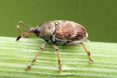 Curculio rubidus