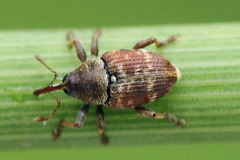 Curculio rubidus