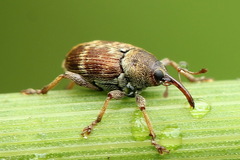 Curculio rubidus