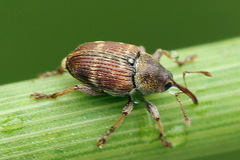 Curculio rubidus