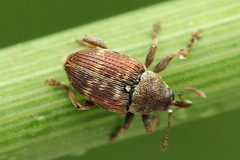 Curculio rubidus