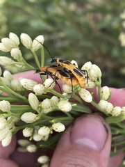 Chauliognathus omissus