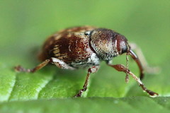 Curculio rubidus
