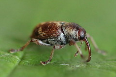 Curculio rubidus