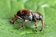 Curculio rubidus