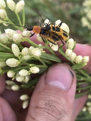 Chauliognathus omissus