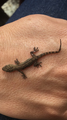 Hemidactylus frenatus