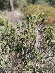Thymelaea tinctoria