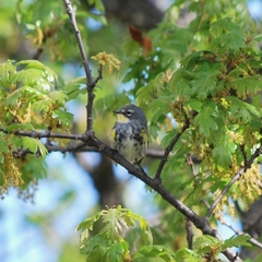 Setophaga coronata coronata × auduboni