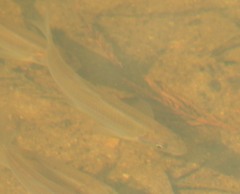 Notropis longirostris