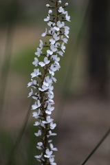 Stylidium diversifolium
