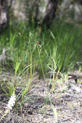 Image of Caladenia excelsa by (c) Hugo Innes, some rights reserved (CC BY)