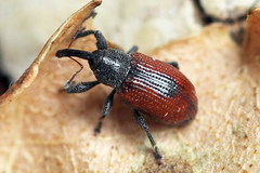 Dorytomus dorsalis