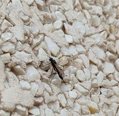 Pimpla turionellae