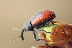Dorytomus dorsalis