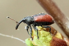 Dorytomus dorsalis