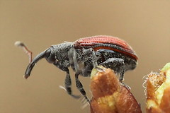 Dorytomus dorsalis