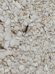 Pimpla turionellae