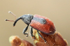 Dorytomus dorsalis
