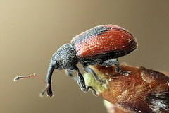 Dorytomus dorsalis