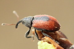 Dorytomus dorsalis