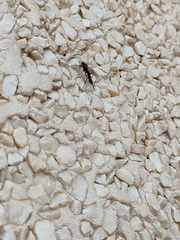 Pimpla turionellae