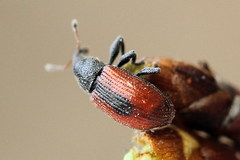 Dorytomus dorsalis