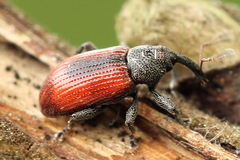 Dorytomus dorsalis