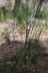 Stylidium diversifolium