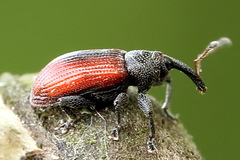 Dorytomus dorsalis