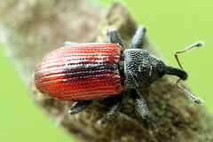 Dorytomus dorsalis