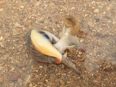 Nassarius pullus