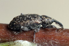 Dorytomus taeniatus