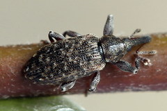 Dorytomus taeniatus