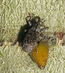 Dorytomus taeniatus